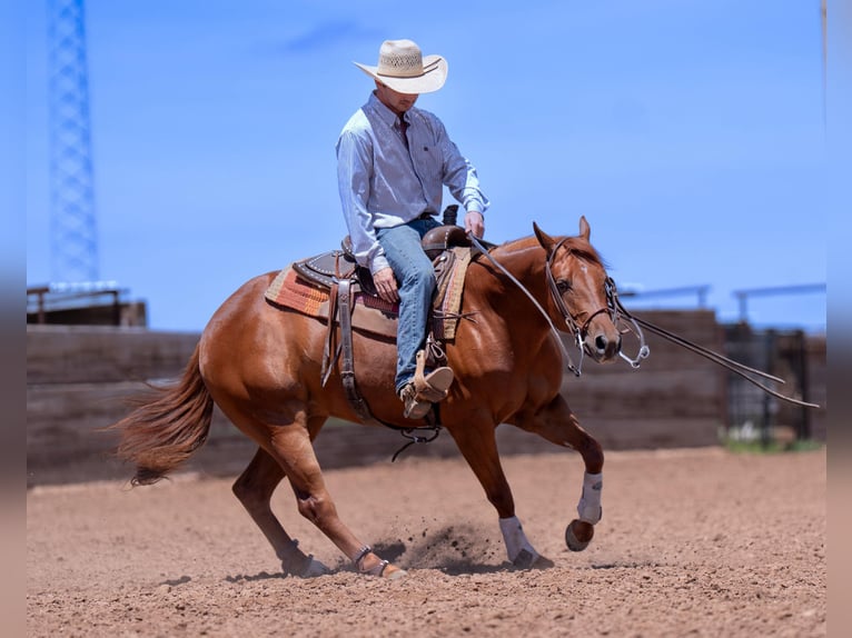 American Quarter Horse Wallach 3 Jahre 150 cm Rotfuchs in Marshall, MO
