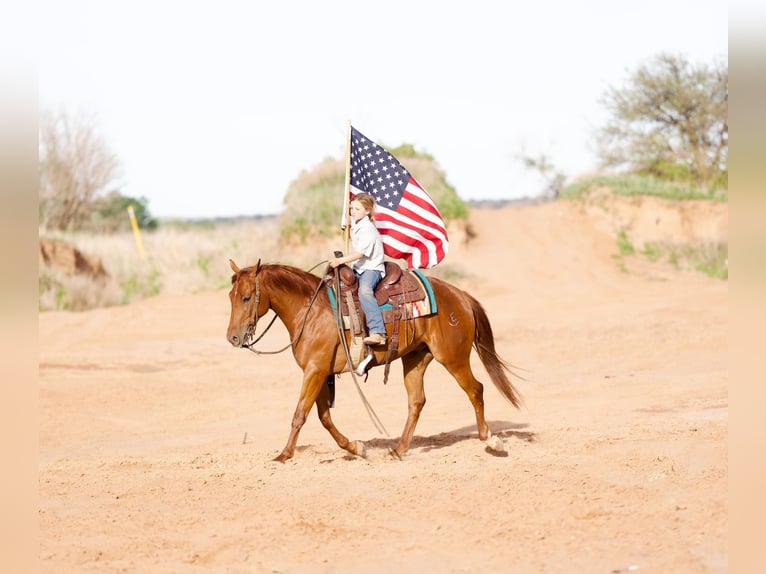 American Quarter Horse Wallach 3 Jahre 150 cm Rotfuchs in Marshall, MO