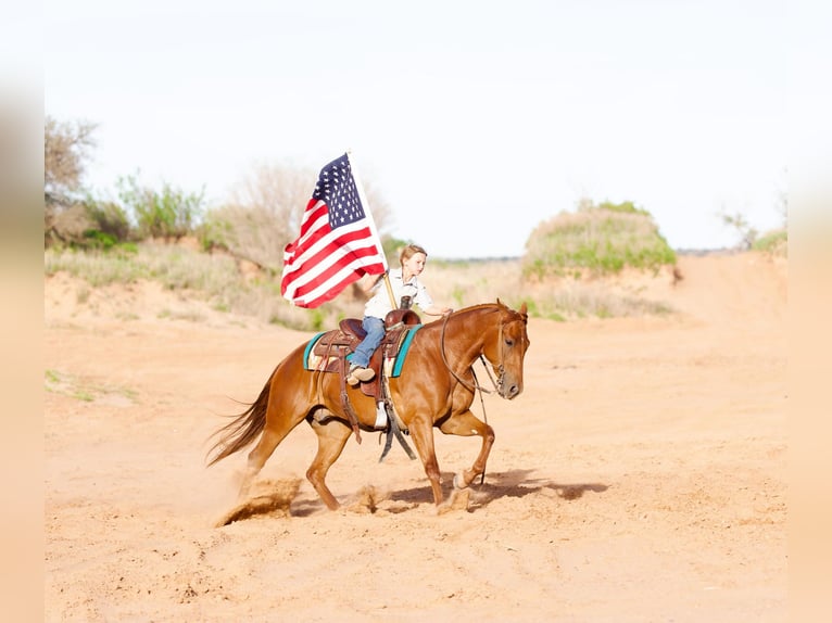 American Quarter Horse Wallach 3 Jahre 150 cm Rotfuchs in Marshall, MO