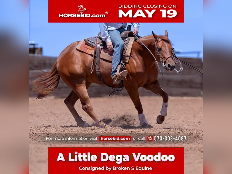 American Quarter Horse Wallach 3 Jahre 150 cm Rotfuchs in Marshall, MO