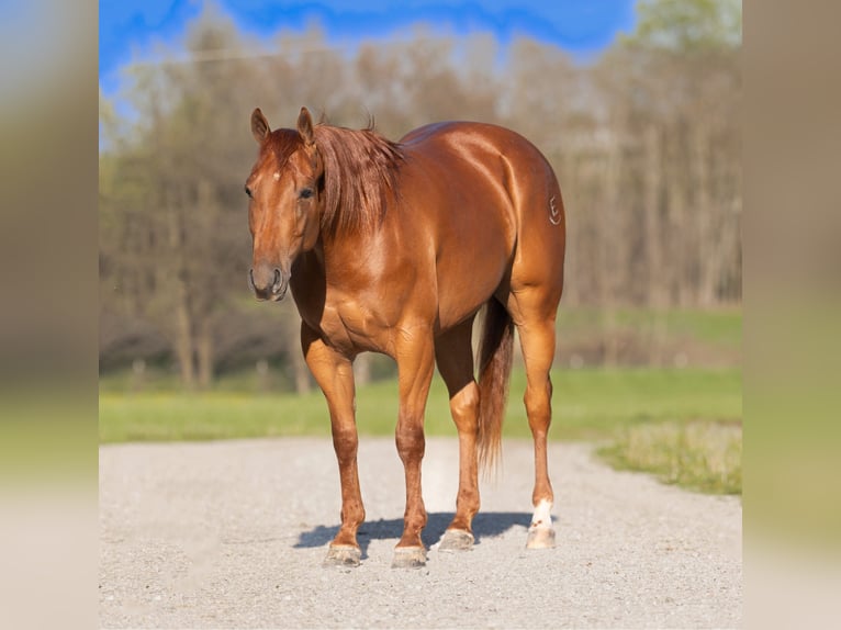 American Quarter Horse Wallach 3 Jahre 150 cm Rotfuchs in Marshall, MO