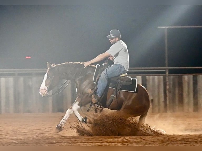 American Quarter Horse Wallach 3 Jahre 150 cm Rotfuchs in Waco
