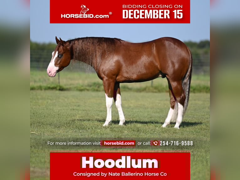 American Quarter Horse Wallach 3 Jahre 150 cm Rotfuchs in Waco