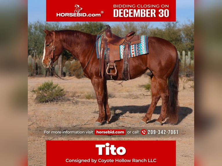 American Quarter Horse Wallach 3 Jahre 150 cm Rotfuchs in Casa Grande, AZ