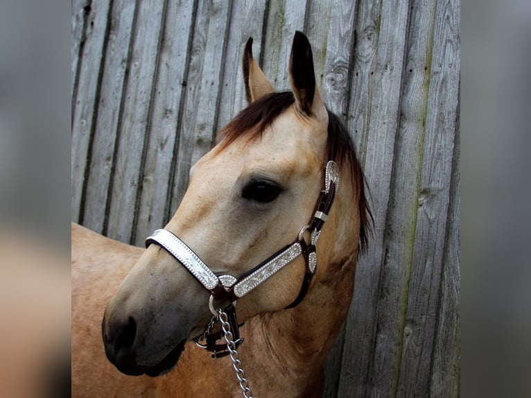 American Quarter Horse Wallach 3 Jahre 150 cm in Ludwigsburg
