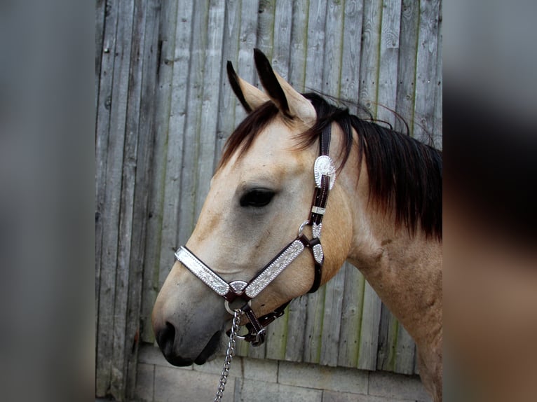 American Quarter Horse Wallach 3 Jahre 150 cm in Ludwigsburg
