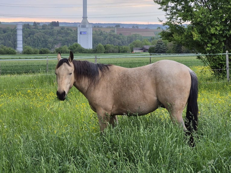 American Quarter Horse Wallach 3 Jahre 150 cm in Ludwigsburg