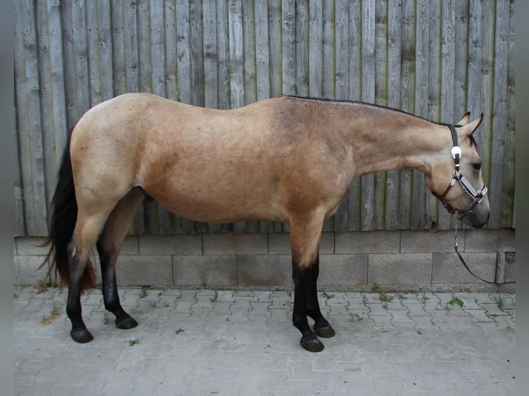 American Quarter Horse Wallach 3 Jahre 150 cm in Ludwigsburg