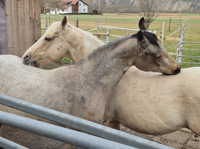 American Quarter Horse Wallach 3 Jahre 150 cm in Ludwigsburg