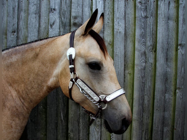 American Quarter Horse Wallach 3 Jahre 150 cm in Ludwigsburg