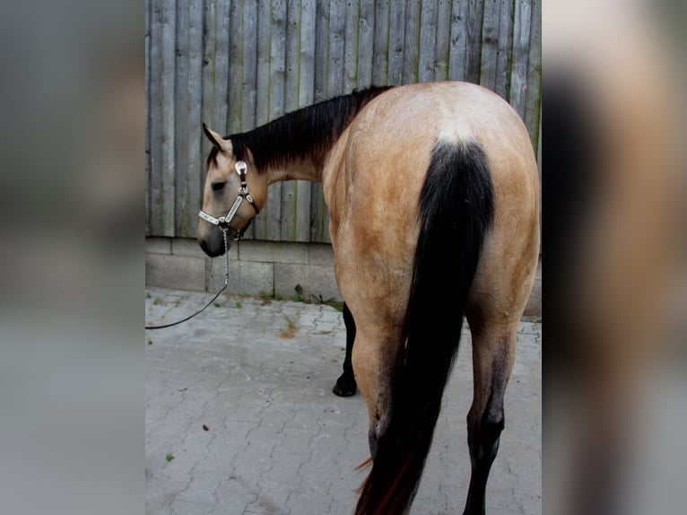 American Quarter Horse Wallach 3 Jahre 150 cm in Ludwigsburg