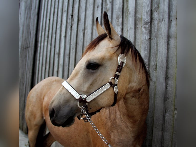 American Quarter Horse Wallach 3 Jahre 150 cm in Ludwigsburg