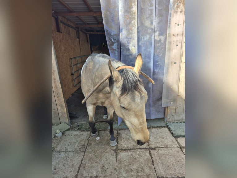 American Quarter Horse Wallach 3 Jahre 150 cm in Ludwigsburg