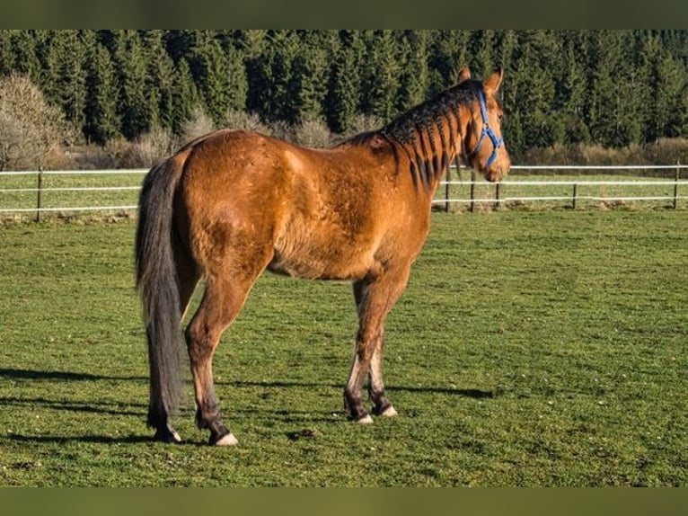 American Quarter Horse Wallach 3 Jahre 150 cm  in Dahlem