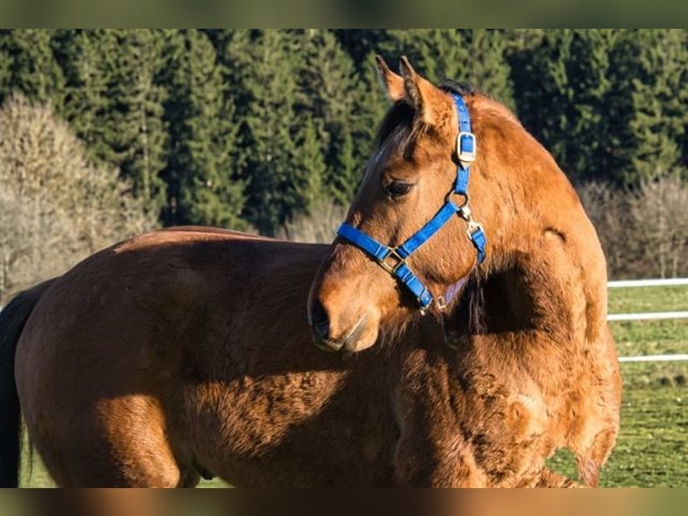 American Quarter Horse Wallach 3 Jahre 150 cm  in Dahlem