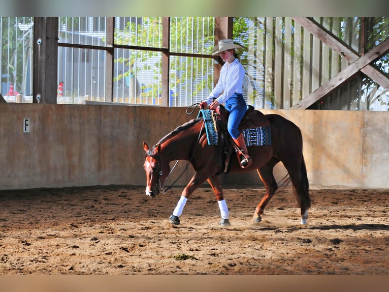American Quarter Horse Wallach 3 Jahre 151 cm Fuchs in Falkensee
