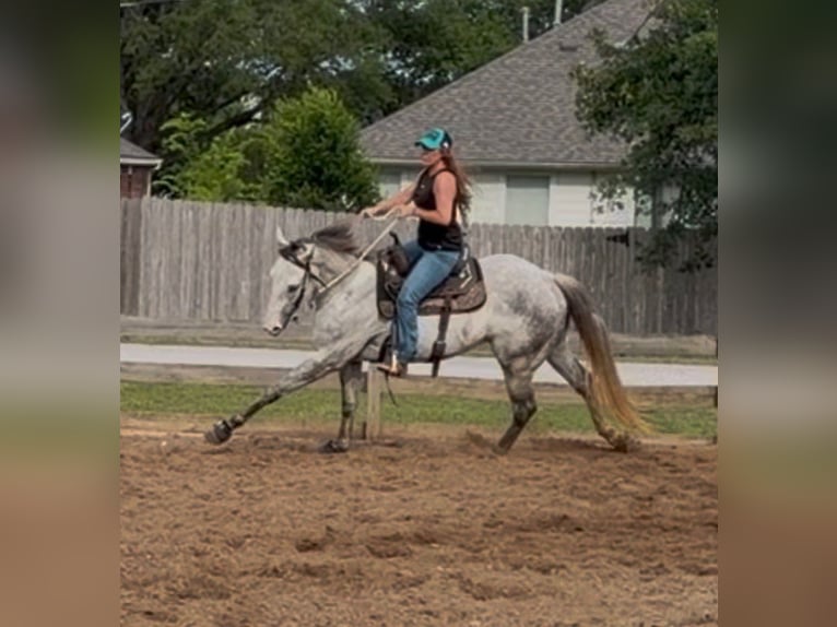 American Quarter Horse Wallach 3 Jahre 151 cm Schimmel in Montgomery