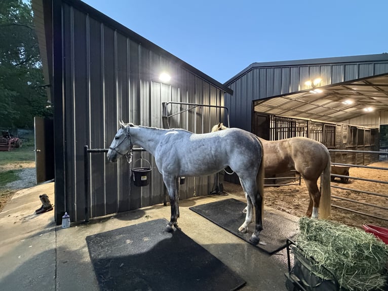 American Quarter Horse Wallach 3 Jahre 151 cm Schimmel in Montgomery