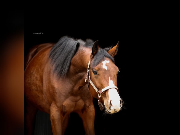 American Quarter Horse Wallach 3 Jahre 152 cm Brauner in Rijswijk (NB)