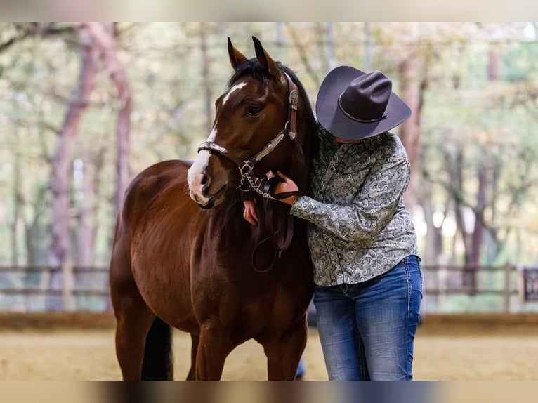 American Quarter Horse Wallach 3 Jahre 152 cm Brauner in Rijswijk (NB)