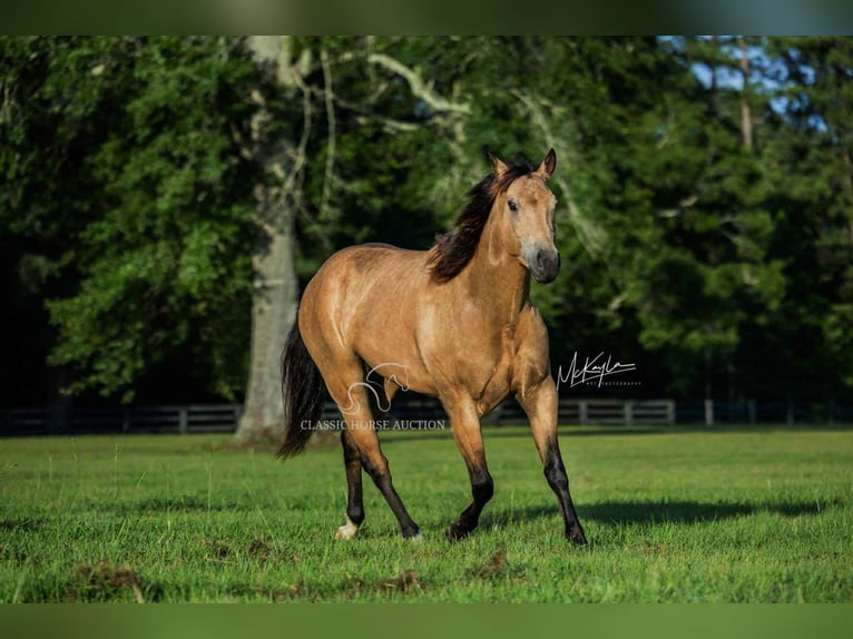 American Quarter Horse Wallach 3 Jahre 152 cm Buckskin in Poplarville.MS