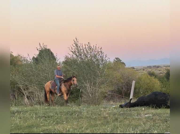 American Quarter Horse Wallach 3 Jahre 152 cm Buckskin in Saint Anthony