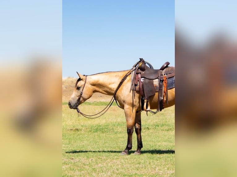 American Quarter Horse Wallach 3 Jahre 152 cm Buckskin in Saint Anthony