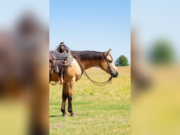 American Quarter Horse Wallach 3 Jahre 152 cm Buckskin in Saint Anthony