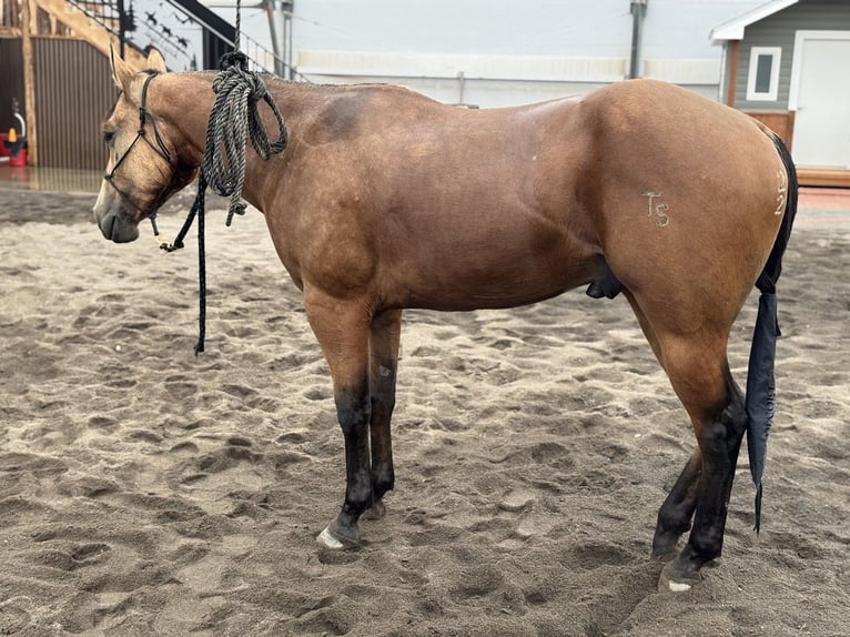 American Quarter Horse Wallach 3 Jahre 152 cm Buckskin in Saint Anthony