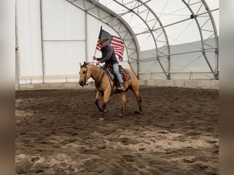 American Quarter Horse Wallach 3 Jahre 152 cm Buckskin in Saint Anthony