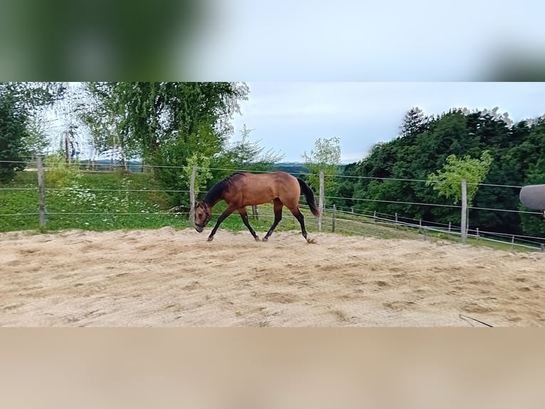 American Quarter Horse Wallach 3 Jahre 152 cm Buckskin in Ilz