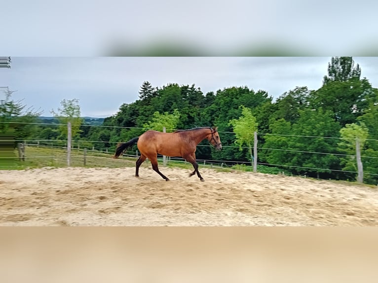 American Quarter Horse Wallach 3 Jahre 152 cm Buckskin in Ilz