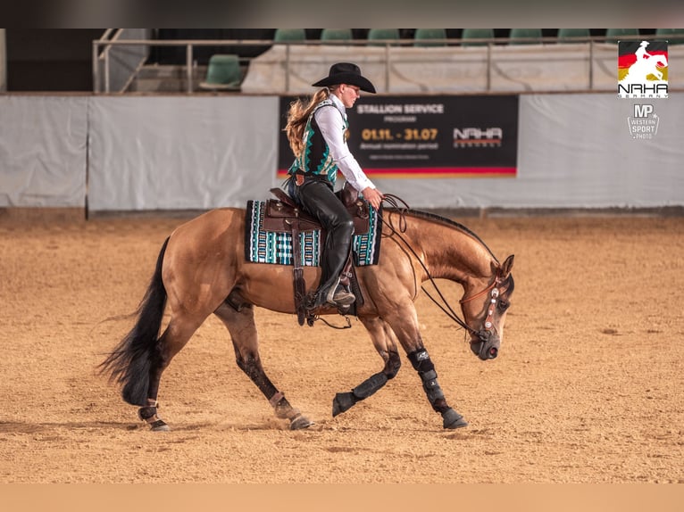 American Quarter Horse Wallach 3 Jahre 152 cm Buckskin in Tannheim