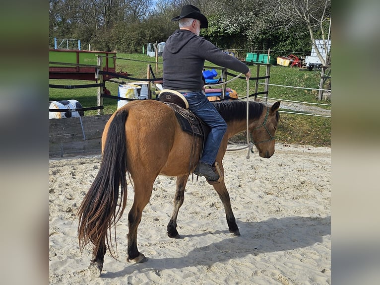 American Quarter Horse Wallach 3 Jahre 152 cm Buckskin in Müglitztal