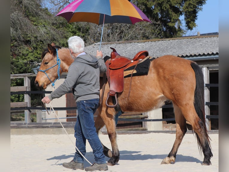 American Quarter Horse Wallach 3 Jahre 152 cm Buckskin in Müglitztal