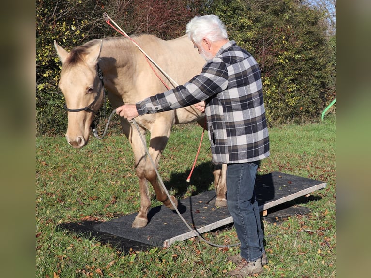 American Quarter Horse Wallach 3 Jahre 152 cm Champagne in Müglitztal
