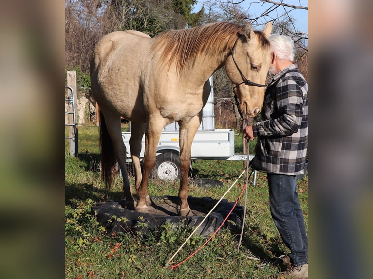 American Quarter Horse Wallach 3 Jahre 152 cm Champagne in Müglitztal