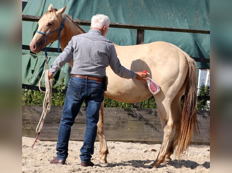 American Quarter Horse Wallach 3 Jahre 152 cm Champagne in Müglitztal