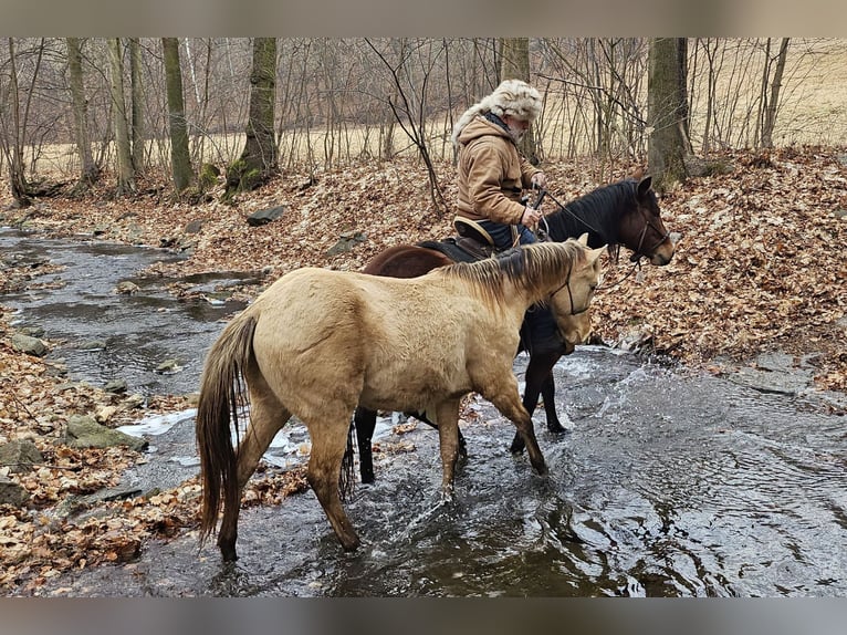 American Quarter Horse Wallach 3 Jahre 152 cm Champagne in Müglitztal