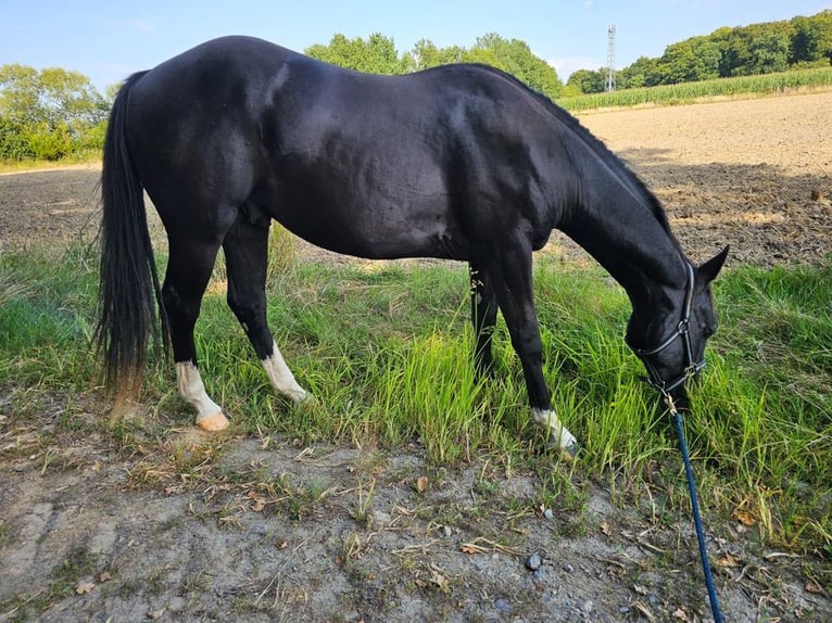 American Quarter Horse Wallach 3 Jahre 152 cm Dunkelbrauner in Havixbeck