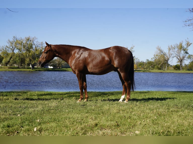 American Quarter Horse Wallach 3 Jahre 152 cm Dunkelfuchs in Corsica