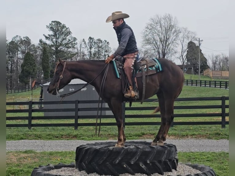 American Quarter Horse Wallach 3 Jahre 152 cm Dunkelfuchs in Robards