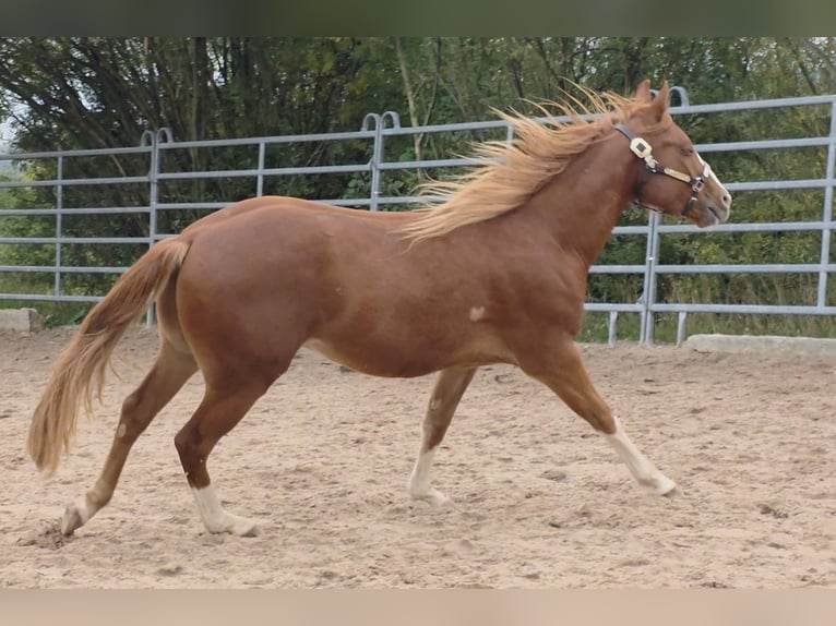 American Quarter Horse Wallach 3 Jahre 152 cm Fuchs in Langenbach