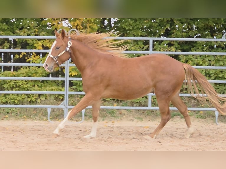 American Quarter Horse Wallach 3 Jahre 152 cm Fuchs in Langenbach