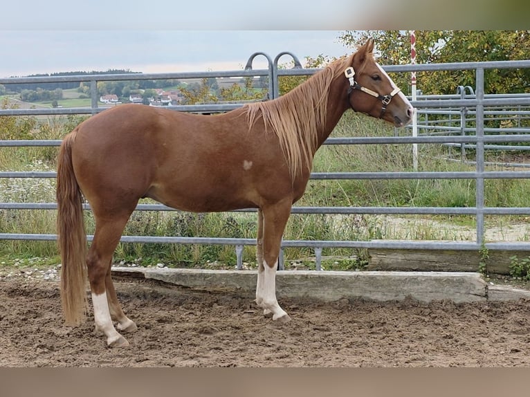American Quarter Horse Wallach 3 Jahre 152 cm Fuchs in Langenbach
