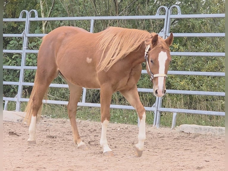 American Quarter Horse Wallach 3 Jahre 152 cm Fuchs in Langenbach