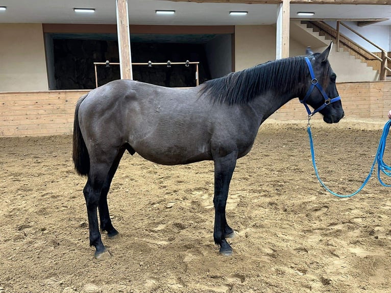 American Quarter Horse Mix Wallach 3 Jahre 152 cm Grullo in Spodnji ivanjci