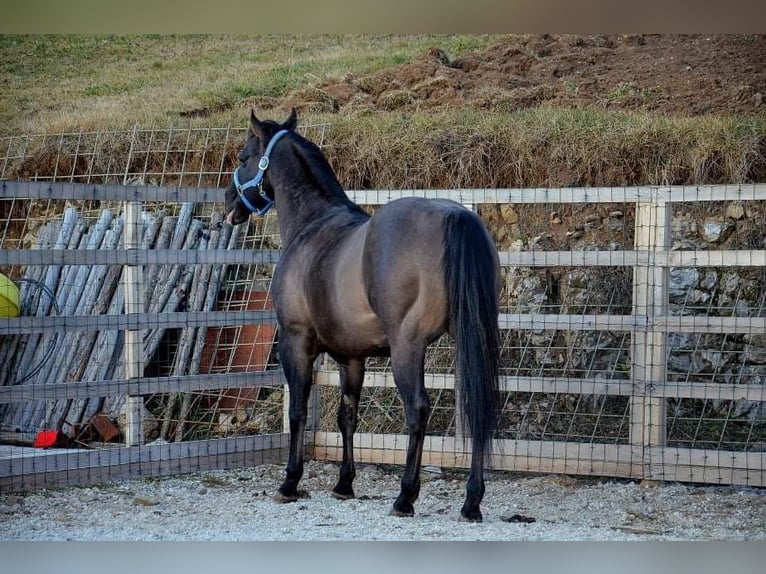 American Quarter Horse Mix Wallach 3 Jahre 152 cm Grullo in Spodnji ivanjci