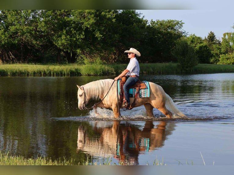 American Quarter Horse Wallach 3 Jahre 152 cm Palomino in Buffalo
