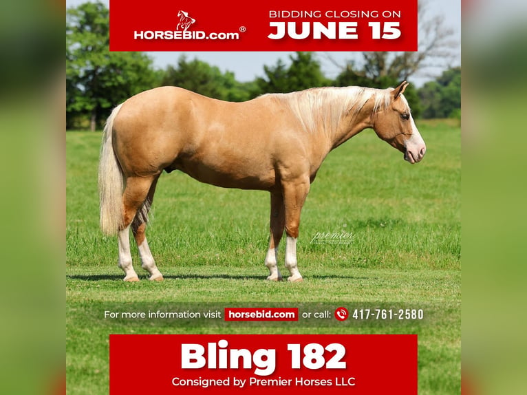 American Quarter Horse Wallach 3 Jahre 152 cm Palomino in Buffalo